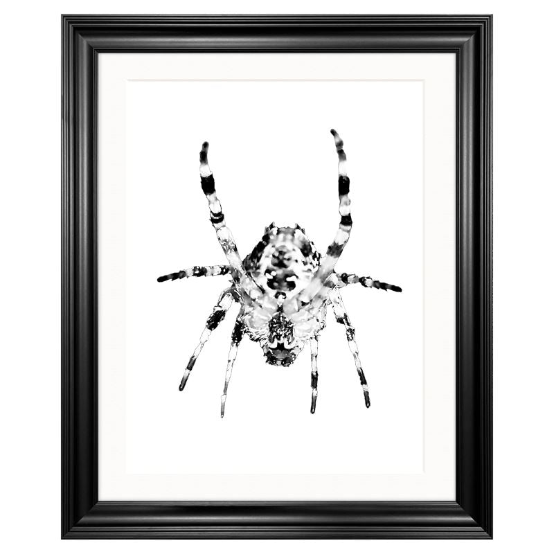 'Garden Spider' Black & White Art Print.