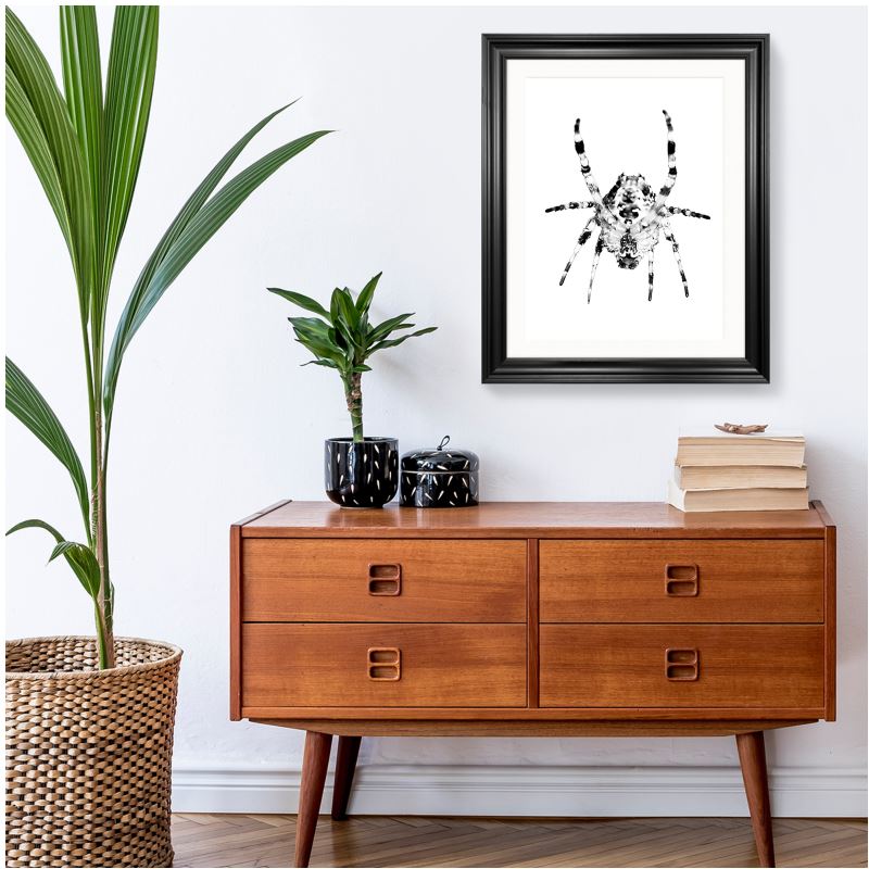 'Garden Spider' Black & White Art Print.